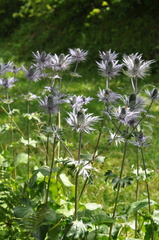 Eryngium alpinum