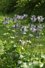 Eryngium alpinum