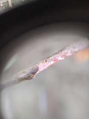 Xylosandrus compactus