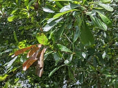 Xylosandrus compactus