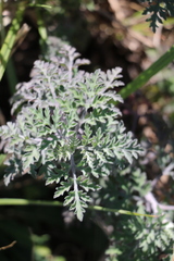 Artemisia afra