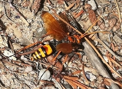 Cryptocheilus annulatus