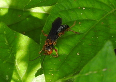 Liris aurulentus