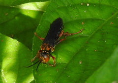 Liris aurulentus
