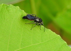 Mutillinae