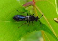 Mutillinae