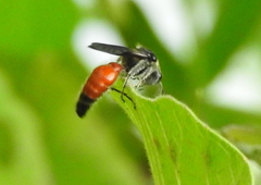 Mutillinae