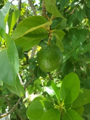 Citrus × latifolia