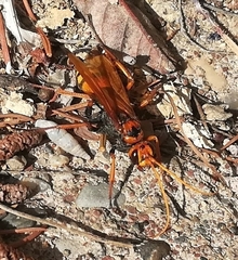 Cryptocheilus annulatus