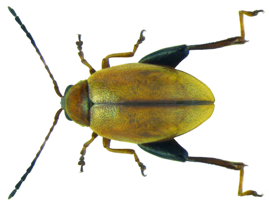Longitarsus melanocephalus