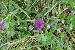 Cirsium acaule