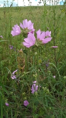 Malva excisa