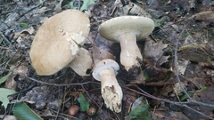 Boletus variipes