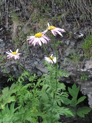 Tanacetum coccineum