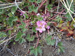 Geranium sessiliflorum