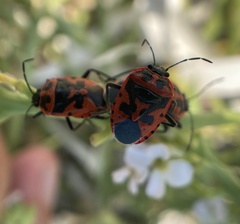 Eurydema spectabilis