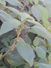 Parietaria debilis