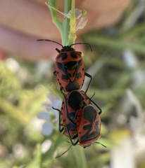 Eurydema spectabilis