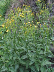 Caucasalia parviflora