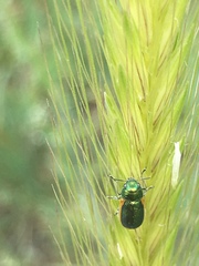 Smaragdina limbata