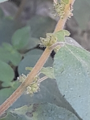 Parietaria debilis