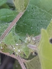 Parietaria debilis