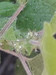 Parietaria debilis