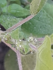 Parietaria debilis
