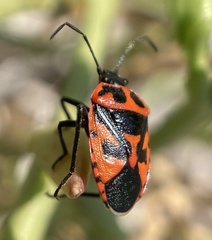 Eurydema spectabilis