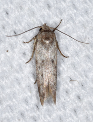 Hypatopa punctiferella