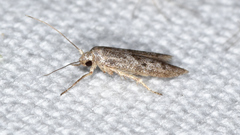 Hypatopa punctiferella