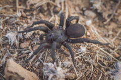 Amblyocarenum walckenaeri