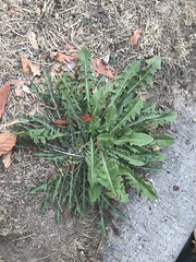 Taraxacum officinale