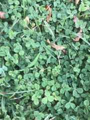 Trifolium repens