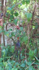 Trichonephila inaurata madagascariensis