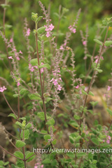 Aloysia macrostachya