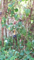 Trichonephila inaurata madagascariensis