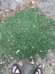 Trifolium repens