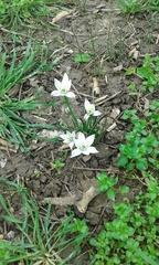Ornithogalum