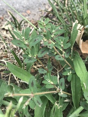 Euphorbia maculata