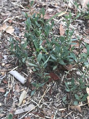 Polygonum aviculare