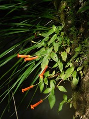 Achimenes heterophylla