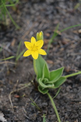 Hypoxis costata