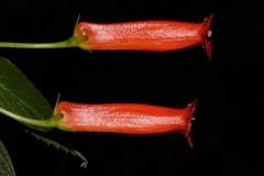 Achimenes heterophylla