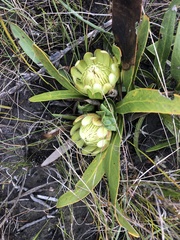 Protea tenax