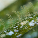 Aglaophenia harpago - Photo (c) Jean-Paul Cassez, algunos derechos reservados (CC BY-NC), subido por Jean-Paul Cassez