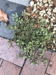 Portulaca oleracea