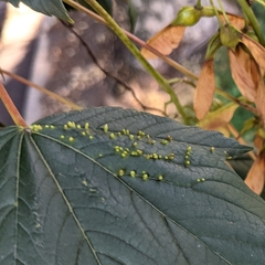 Vasates aceriscrumena