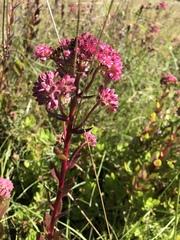 Hylotelephium telephium