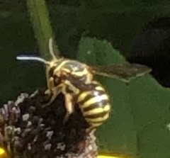 Paranthidium jugatorium lepidum